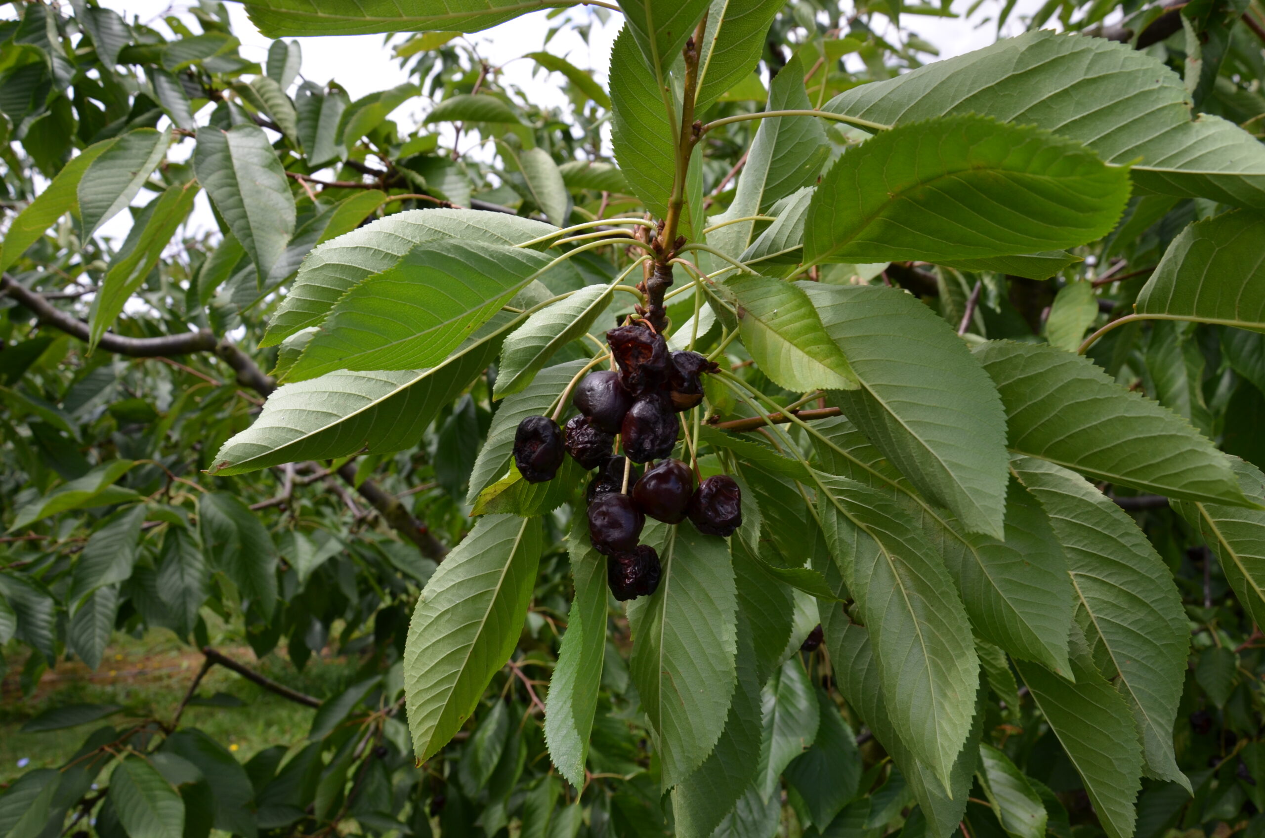 Fot. 3. Owoce czereśni uszkodzone przez D. suzukii (Fot. W. Piotrowski)